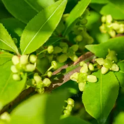 Euonymus alatus