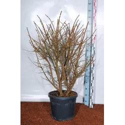 Euonymus alatus