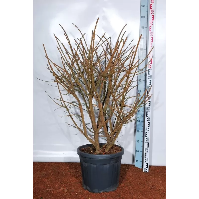 Euonymus alatus