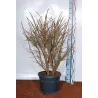 Euonymus alatus