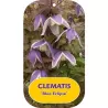 Clematis alpina BLUE ECLIPSE