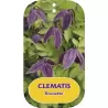 Raganė (vijutrė) - Clematis alpina BRUNETTE