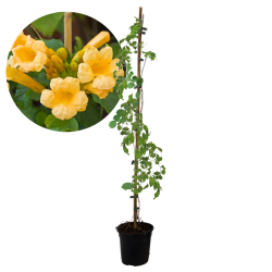 Campsis radicans Flava P14