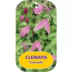 Raganė (vijutrė) - Clematis alpina COLUMELLA