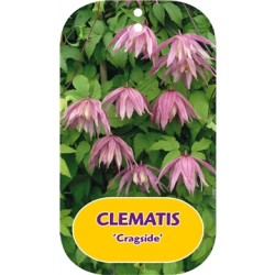Raganė (vijutrė) - Clematis atragene CRAGSIDE