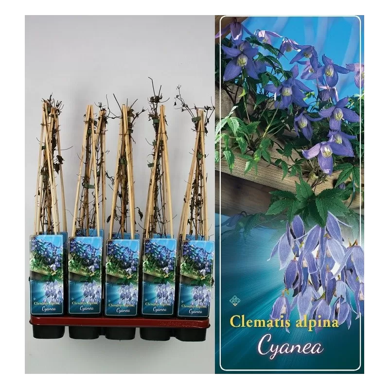 Clematis atragene CYANEA