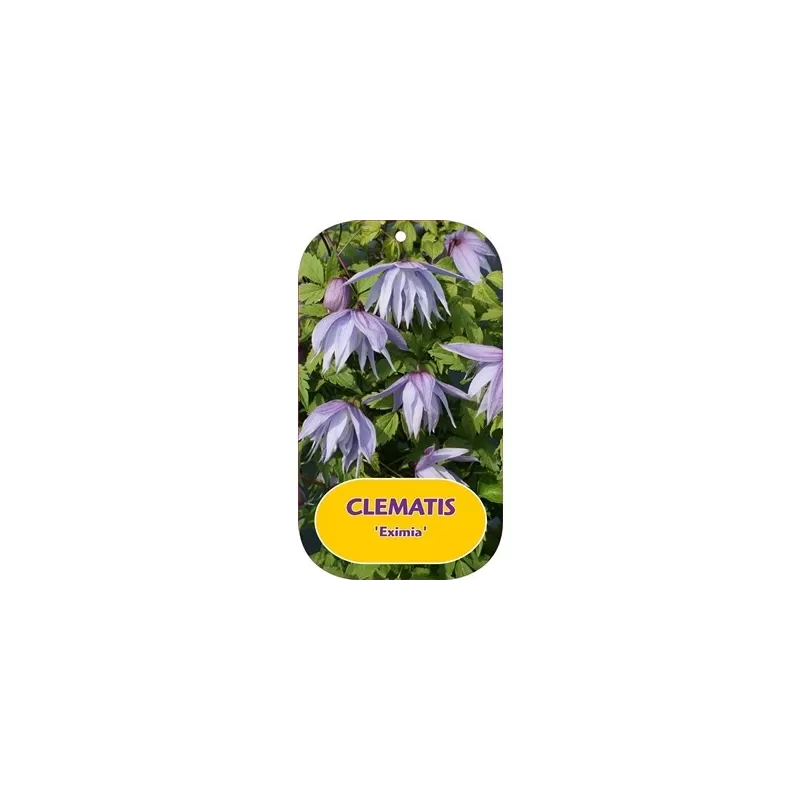 Clematis atragene EXIMIA