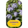 Clematis atragene EXIMIA