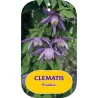 Raganė (vijutrė) - Clematis alpina FRANKIE
