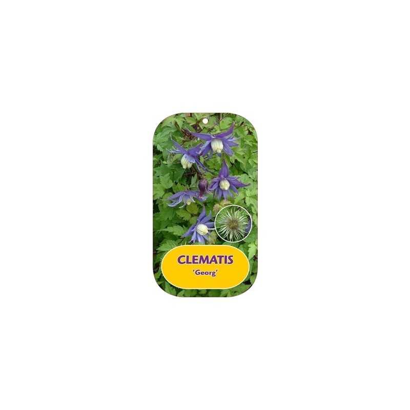 Raganė (vijutrė) - Clematis alpina GEORG
