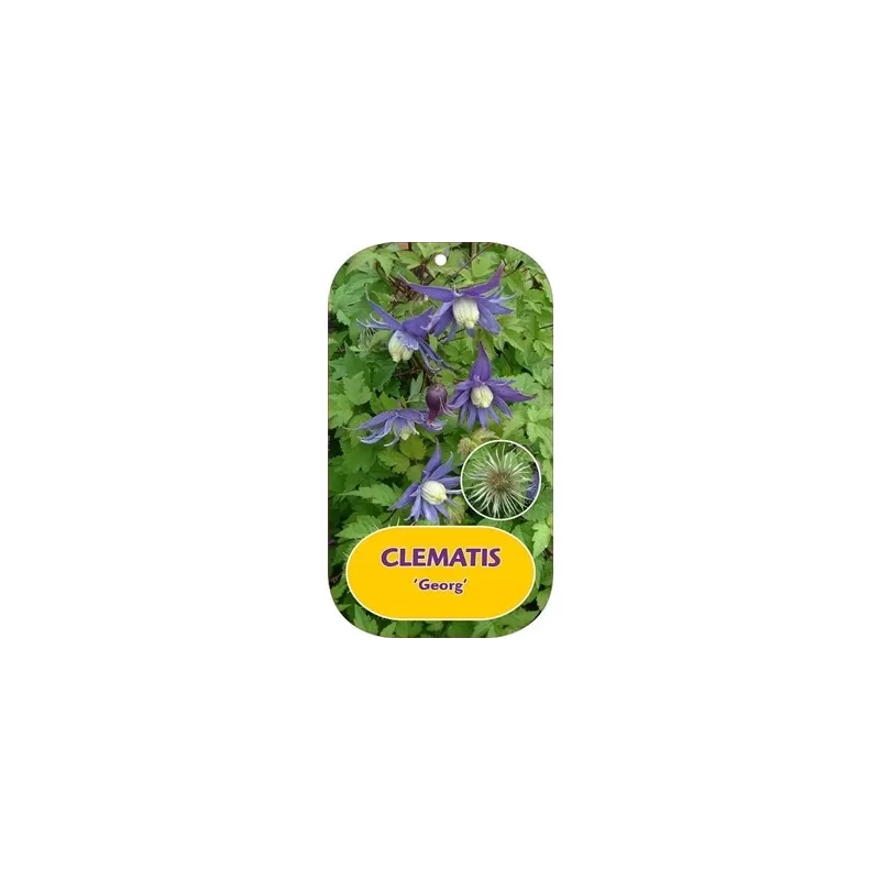 Clematis alpina GEORG
