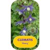 Raganė (vijutrė) - Clematis alpina GEORG