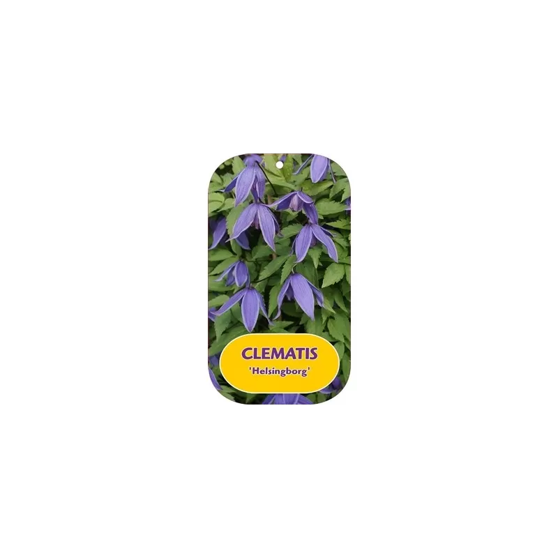 Raganė (vijutrė) - Clematis alpina HELSINGBORG