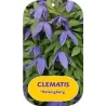 Clematis alpina HELSINGBORG