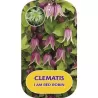 Clematis alpina I AM RED ROBIN