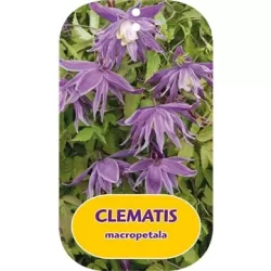 Clematis macropetala