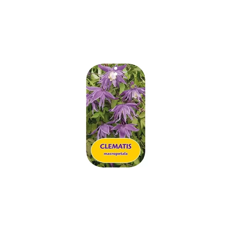 Clematis macropetala