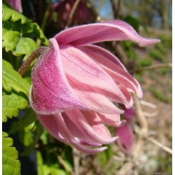 Plačiažiedė raganė - Clematis patens MARKHAMS PINK