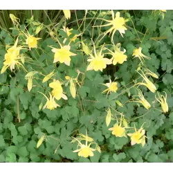 Sinavadas - Aquilegia chrysantha P9 A2KOKYBĖ