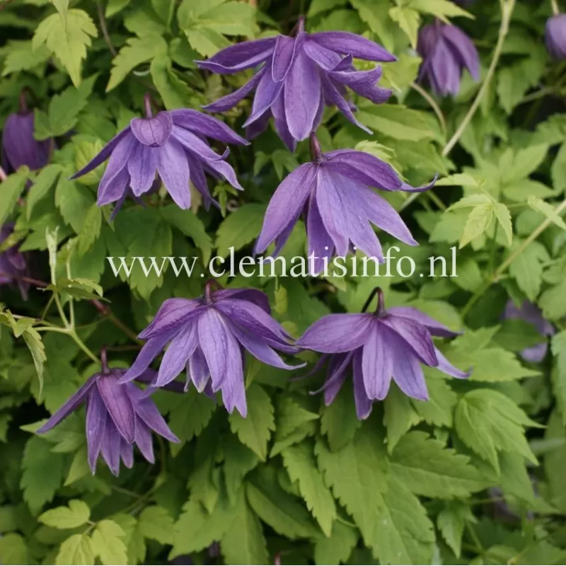 Raganė (vijutrė) - Clematis atragene PAMELA JACKMAN