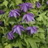 Raganė (vijutrė) - Clematis atragene PAMELA JACKMAN