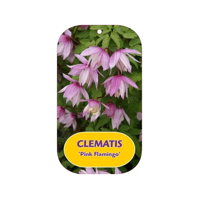 Raganė (vijutrė) - Clematis atragene PINK FLAMINGO