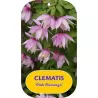 Clematis PINK FLAMINGO