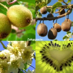 Margalapė aktinidija - Actinidia kolomikta 'Sentyabraskaya'