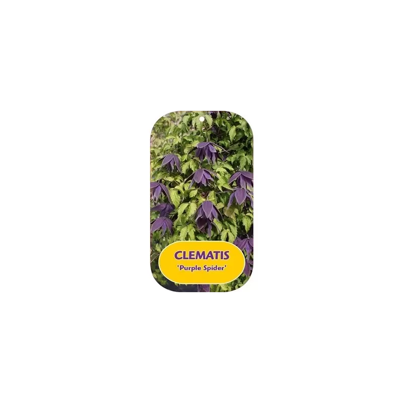 Clematis PURPLE SPIDER Clematis PURPLE SPIDER