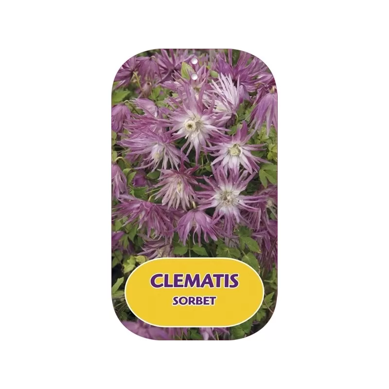 Raganė (vijutrė) - Clematis atragene SORBET