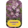 Clematis SORBET