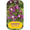Raganė (vijutrė) - Clematis atragene VIOLET PURPLE