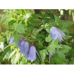 Raganė (vijutrė) - Clematis atragene WESSELTON