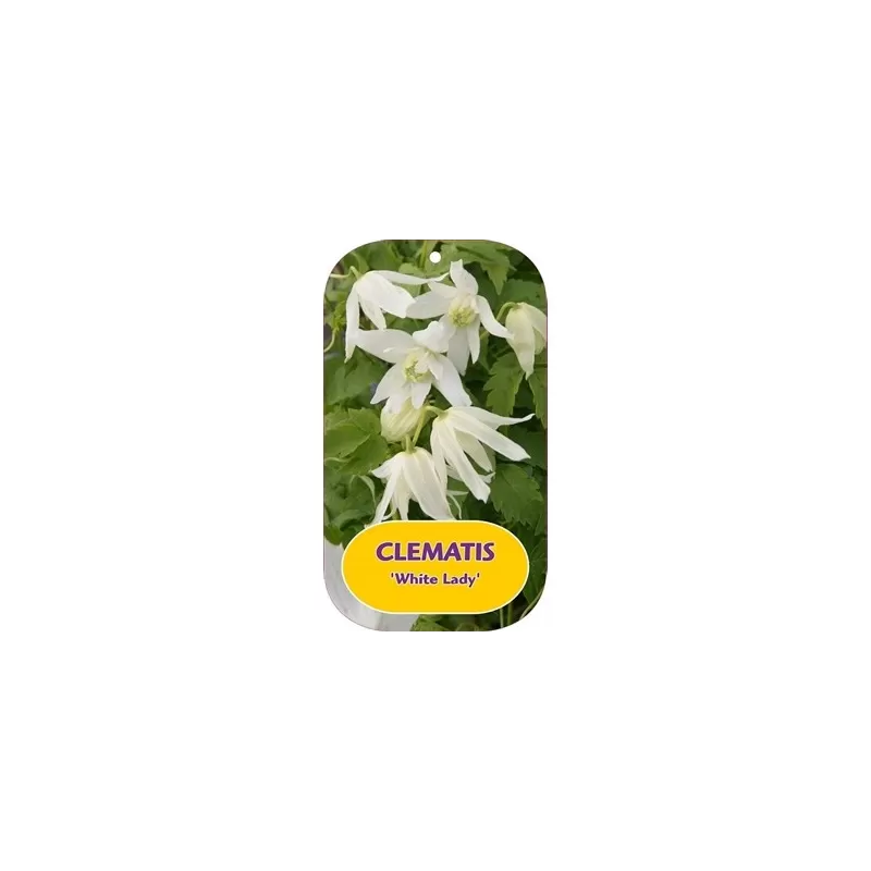 Clematis WHITE LADY Clematis WHITE LADY