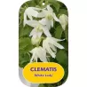 Clematis WHITE LADY