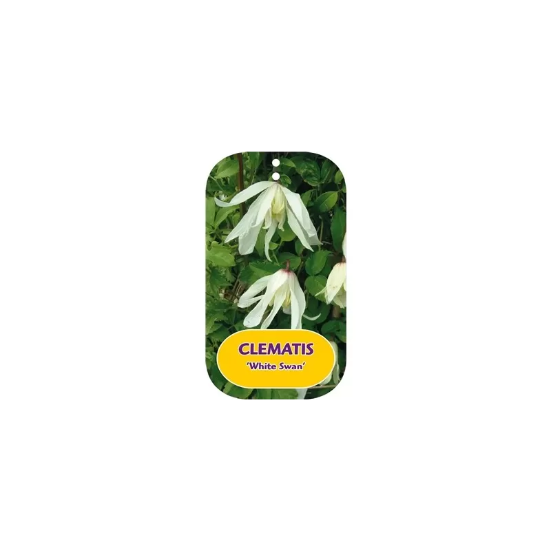 Clematis WHITE SWAN