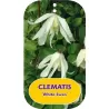 Clematis WHITE SWAN