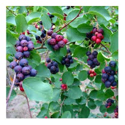 Alksnialapė medlieva - Amelanchier alnifolia HONEYWOOD