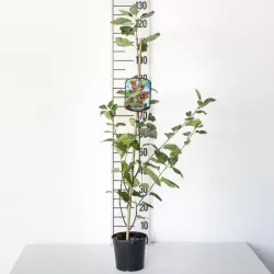 Alksnialapė medlieva - Amelanchier alnifolia HONEYWOOD