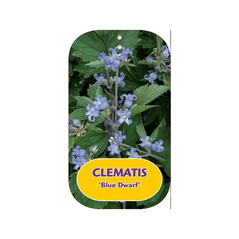 Trilapė raganė - Clematis heracleifolia BLUE DWARF