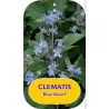 Trilapė raganė - Clematis heracleifolia BLUE DWARF