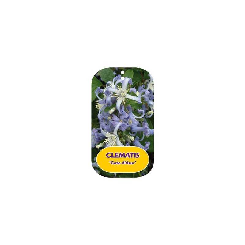 Clematis heracleifolia COTE D'AZUR