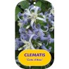 Clematis heracleifolia COTE D'AZUR