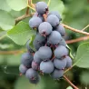 Alksnialapė medlieva - Amelanchier alnifolia AMELA 2026 metams