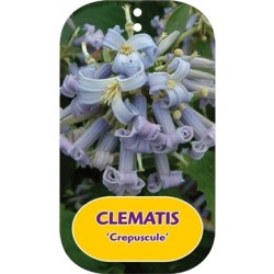 Clematis heracleifolia  CREPUSCULE