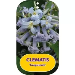 Trilapė raganė - Clematis heracleifolia CREPUSCULE