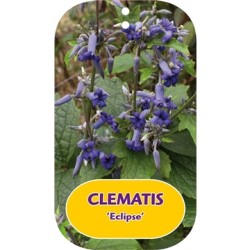 Trilapė raganė - Clematis heracleifolia ECLIPSE