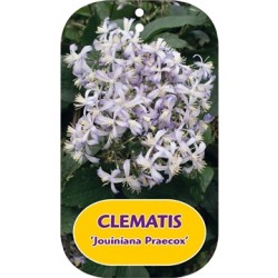 Trilapė raganė - Clematis heracleifolia JOUINIANA PRAECOX