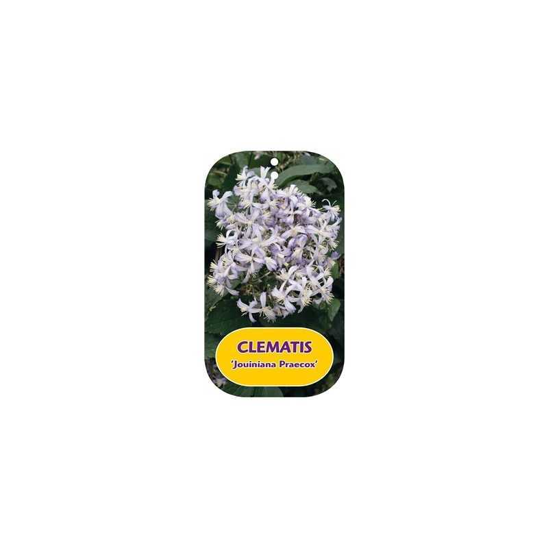Clematis heracleifolia JOUINIANA PRAECOX