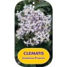 Clematis heracleifolia JOUINIANA PRAECOX